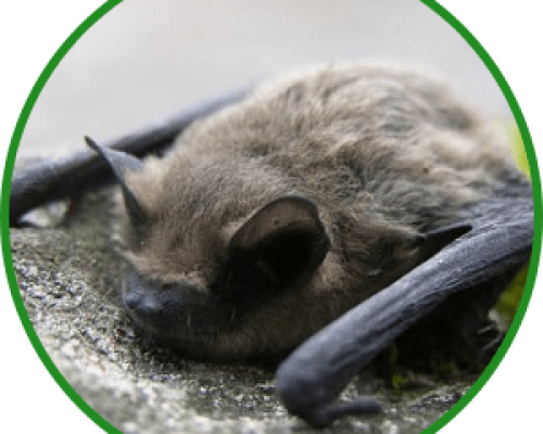 pipistrello