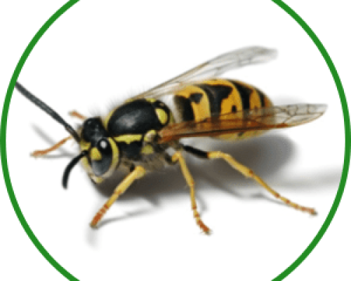vespula-vulgaris